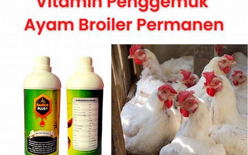 Obat-Obat Ayam Potong