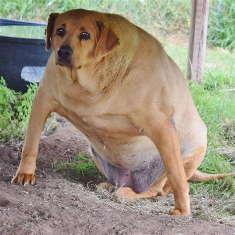 Obese Dog Pictures