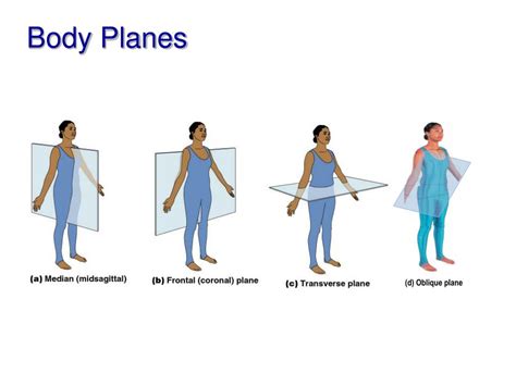 PPT The Human Body PowerPoint Presentation ID640744