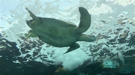 Observing Gentle Giants