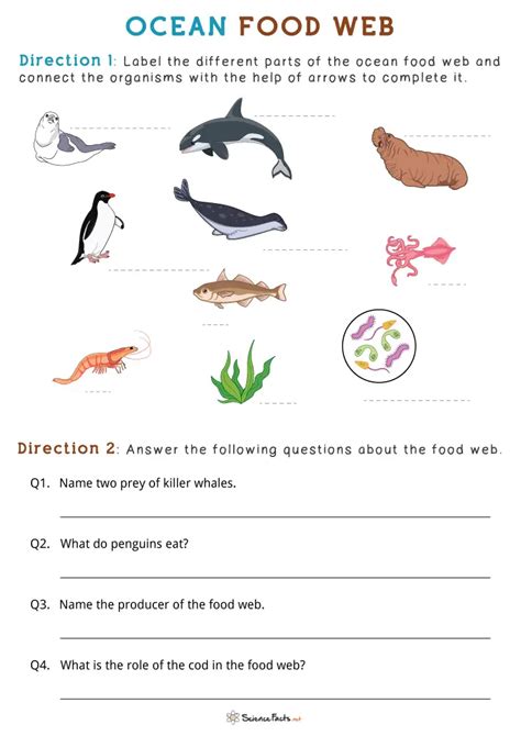 Ocean Animals Food Chain Worksheets