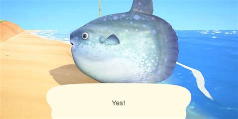 Discover the Ocean Sunfish in Animal Crossing New Horizons - Price Guide Included!