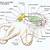 Octopus Circulatory System