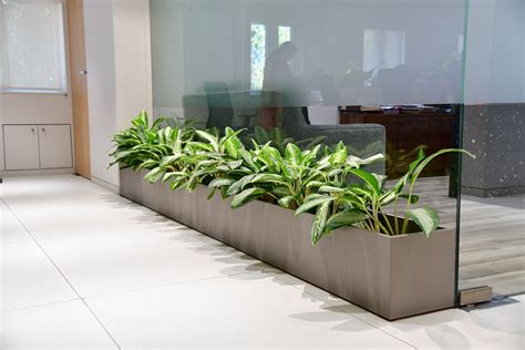 Office Plant Rental The Green Office