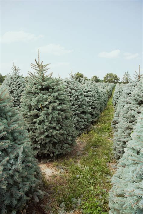 Ohio Christmas Trees