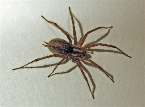 Ohio Spider Identification Chart