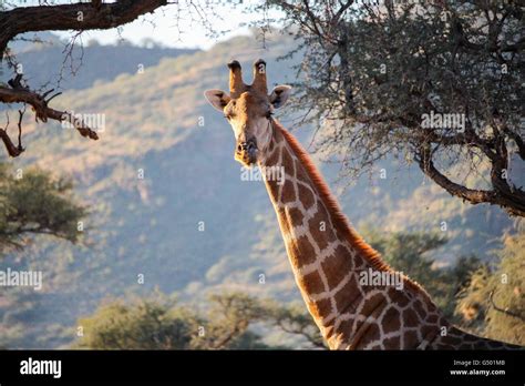 Okapuka Game Ranch giraffe