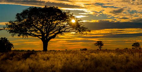 Okavango Delta Landscape