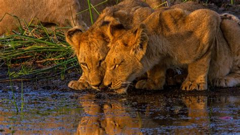 Okavango Delta wildlife