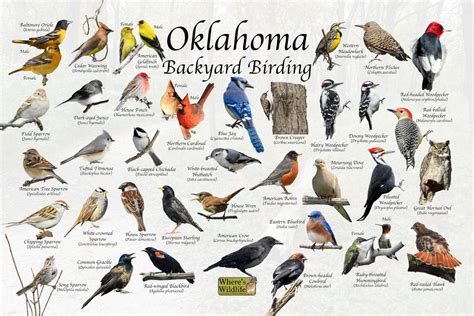 Oklahoma Bird Identification Chart