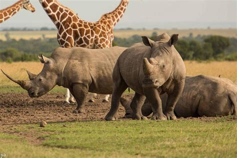 Ol Pejeta Conservación