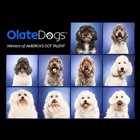 Olate Dogs