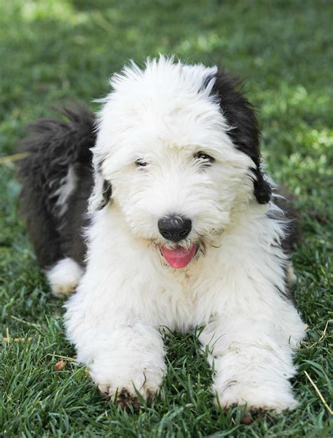 Vince Old English Sheepdog Puppy For Sale in Ohio