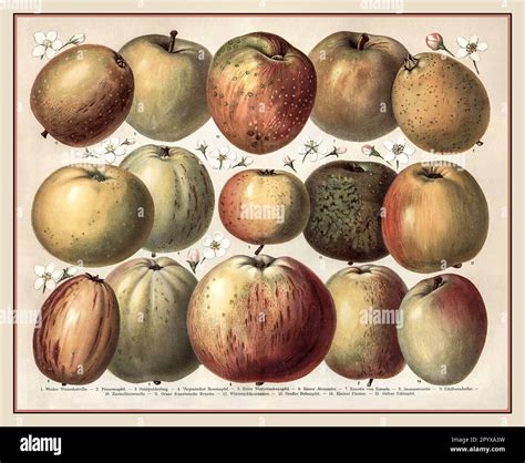 Old Apple Varieties Chart