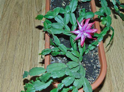 Old Easter Cactus