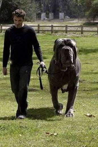 Old English Mastiff Size Comparison To Human