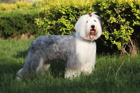 Old English Sheepdog: A Lovable And Fluffy Companion