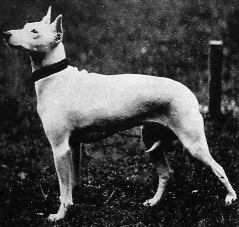 Old English Terrier Dog Breed Standards