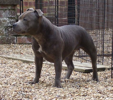 Old English Terrier Puppies Puppy Dog Gallery