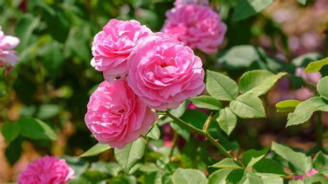 Old Garden Roses: A Step Back in Time