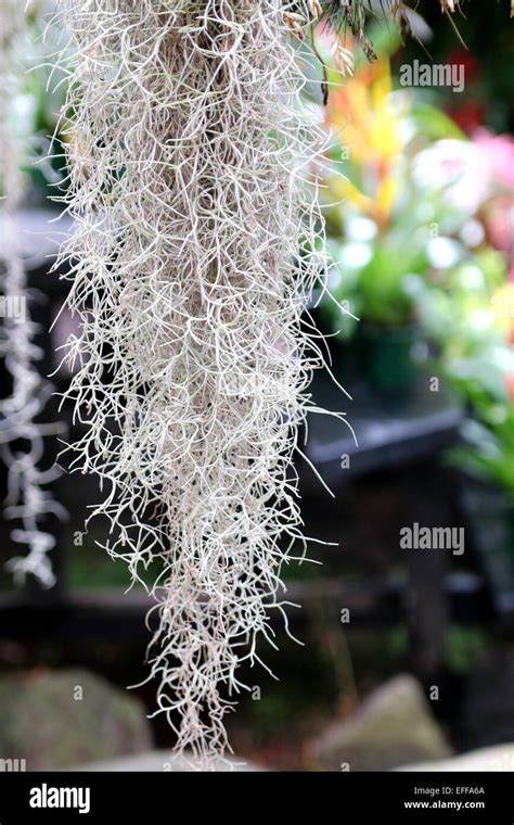 Old Man Beard Plant