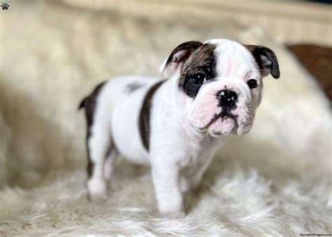 Olde English English Bulldog Mix