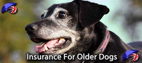 Older Dog Insurance Companies