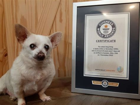 21YearOld Chihuahua in Palm Beach Named ‘World’s Oldest Dog Living