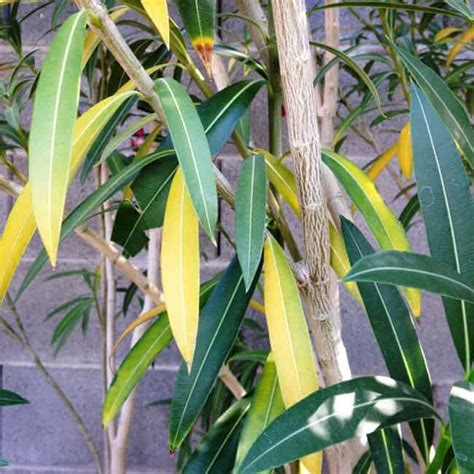 Oleander Leaves Turning Yellow