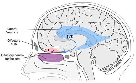 The Scent of Mind: Decoding the Olfactory Bulb Psychology Definition