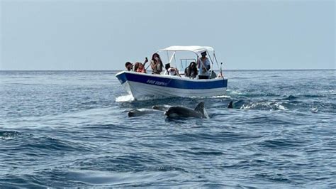 Olhao Dolphin Watching: An Observacao De Golfinhos Review