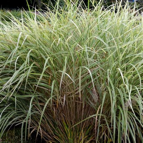 Olifantengras In Tuin