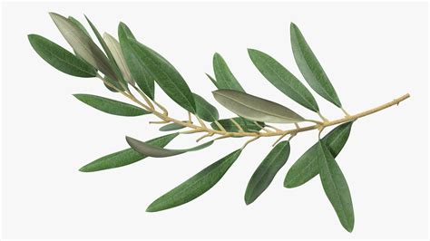 Olive Branch Image