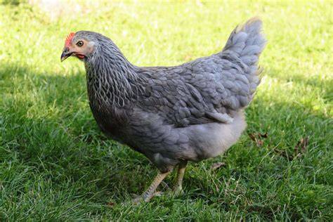 Olive Easter Egger