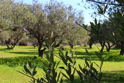 Olive Farm Crete