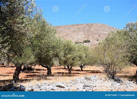 Olive Grove Crete Greece