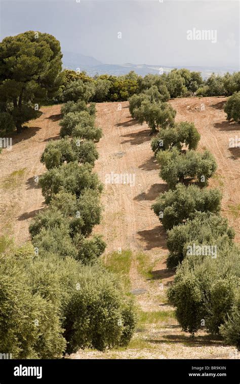 Granada Olive Grove Tour Review: A Taste of Andalusia