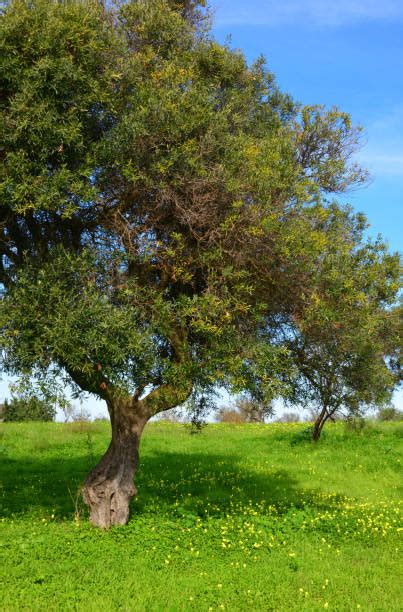 Olive Grove Tavira