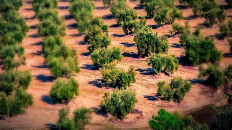 Olive Groves