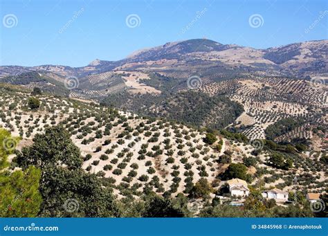 Olive Groves Andalusia