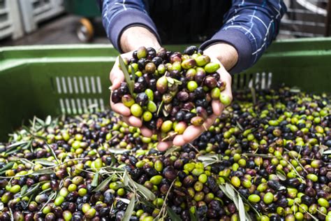 Olive Oil Tour Experience