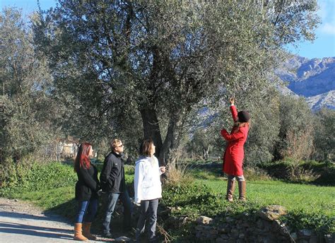 Olive Oil Tour Reviews
