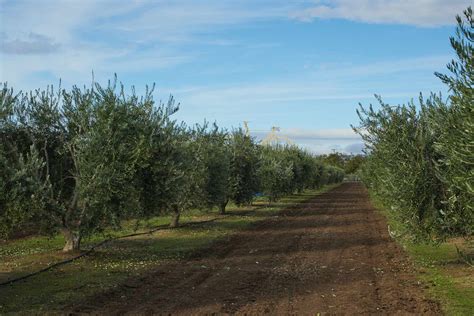 Olive Tree Farm Tour