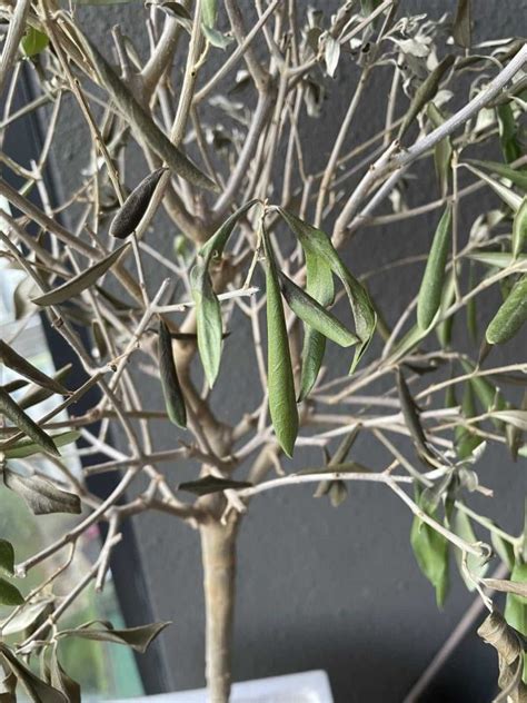 Olive Tree Leaves Falling Off