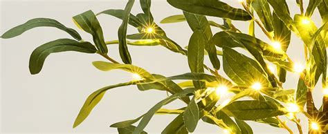 Olive Tree Twinkling Lights