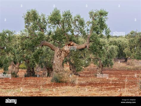 Olive Trees Ostuni