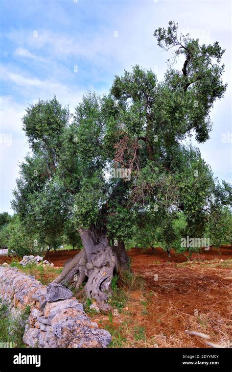 Olive Trees in Ostuni, Puglia