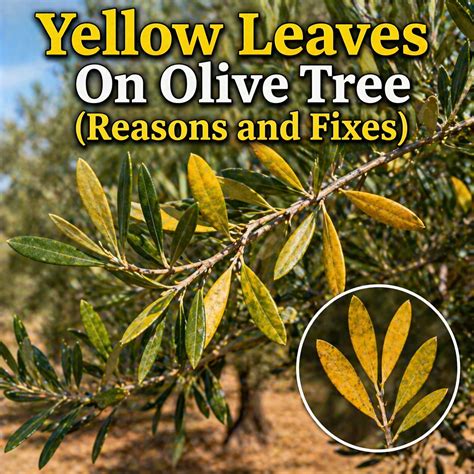 Olive Trees Yellow Leaves