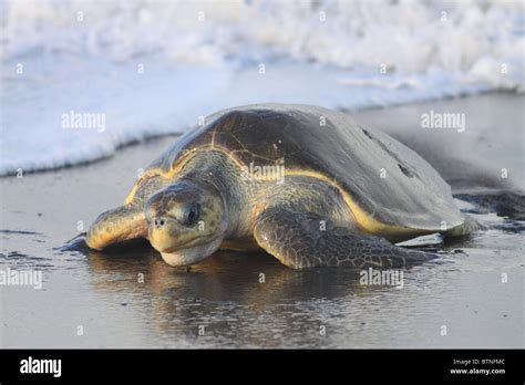 Olive ridley turtle