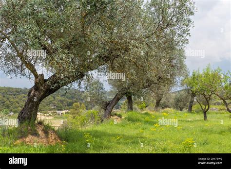 Olive trees Catalonia